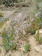 Phacelia cicutaria hispida