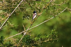 Spermestes fringilloides