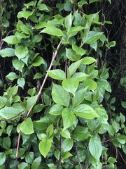 Schisandra arisanensis