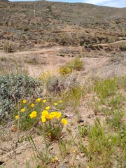 Eschscholzia californica