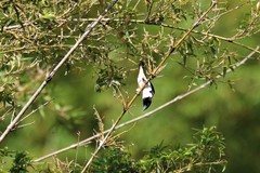 Spermestes fringilloides