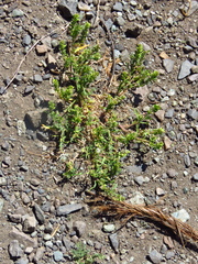 Lepidium strictum
