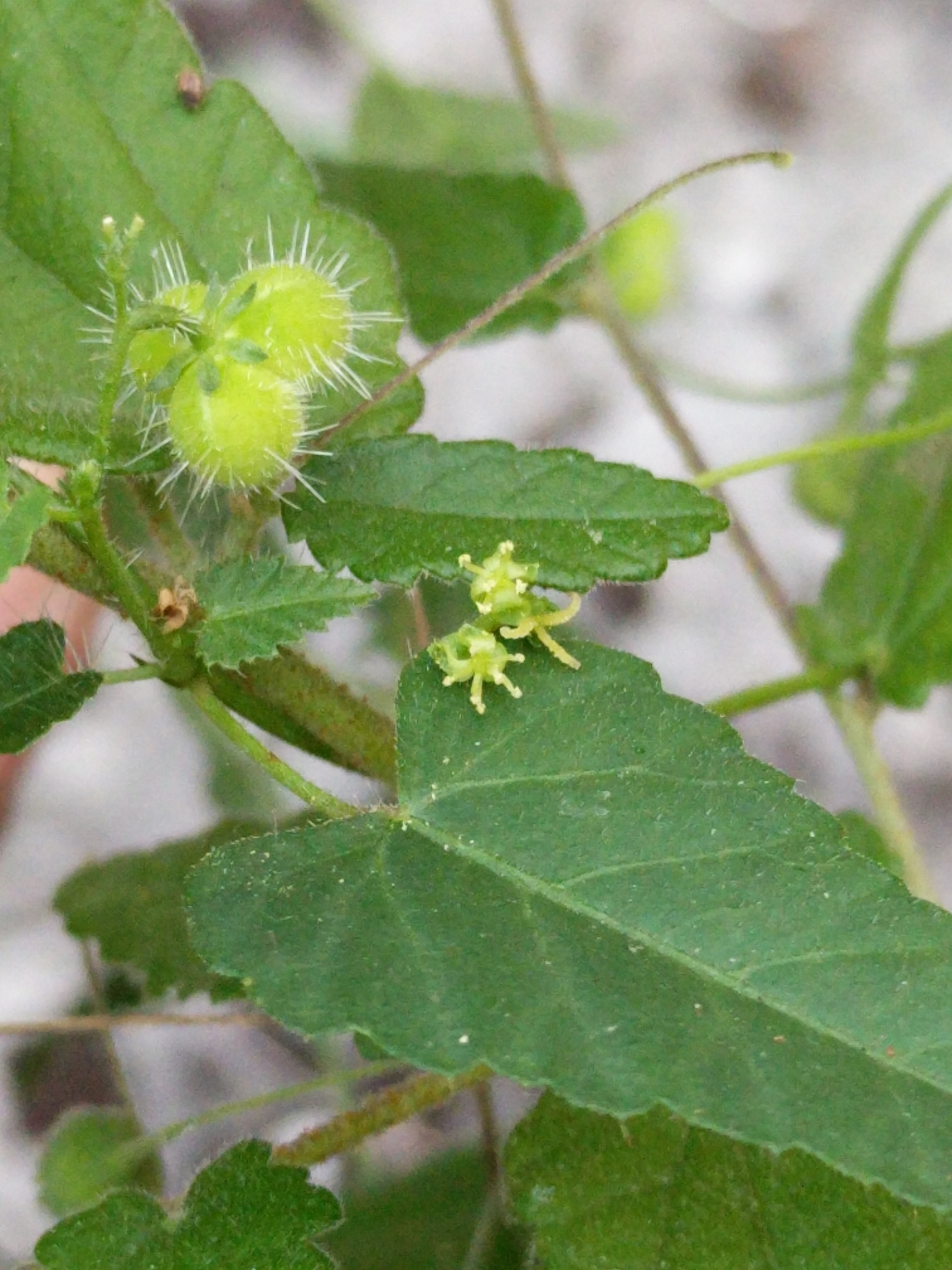 Tragia brevispica