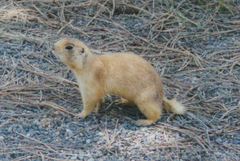 Cynomys parvidens