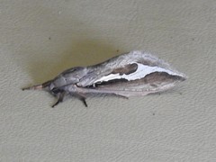 Abantiades labyrinthicus