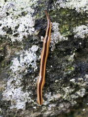 Australopacifica regina