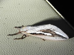 Abantiades labyrinthicus