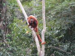 Alouatta guariba