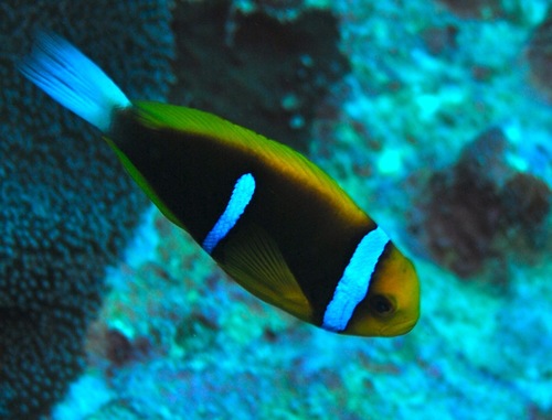 Amphiprion chrysopterus