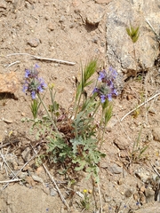 Salvia columbariae
