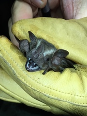 Artibeus jamaicensis