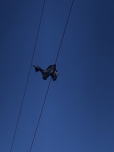 Gray-headed Flying Fox