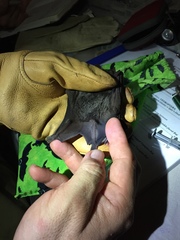 Artibeus jamaicensis