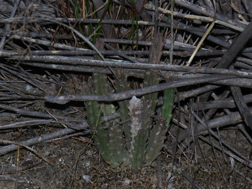 Image of Stapelia hirsuta by (c) Jeremy Gilmore, some rights reserved (CC BY)