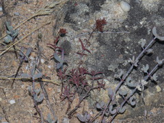 Crassula pruinosa