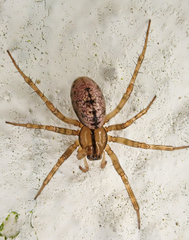 Stemonyphantes lineatus