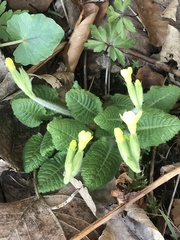 Primula elatior