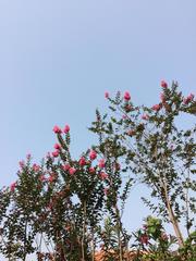 Lagerstroemia anisoptera