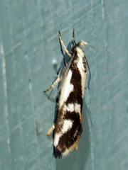 Epithymema incomposita