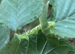 Tuberocephalus higansakurae