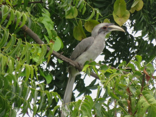 Indian Grey Hornbill