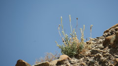 Reseda aucheri