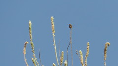 Reseda aucheri