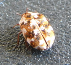 Anthrenus picturatus