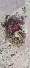 Hemiechinus auritus