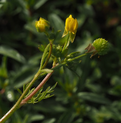 Ranunculus scandicinus