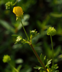 Ranunculus scandicinus