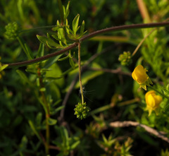 Ranunculus scandicinus