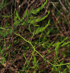 Asparagus palaestinus