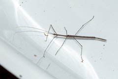 Sipyloidea whitei