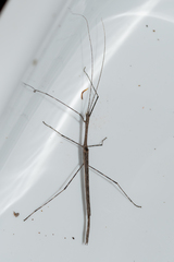 Sipyloidea whitei
