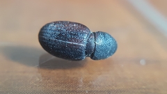 Psallidium