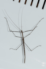 Sipyloidea whitei