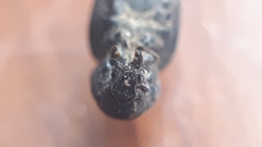 Psallidium