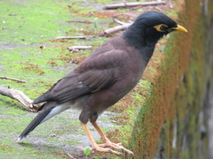 Acridotheres tristis
