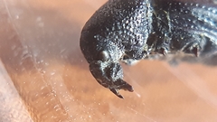 Psallidium