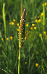 Phalaris paradoxa