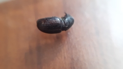 Psallidium