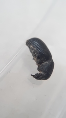 Psallidium