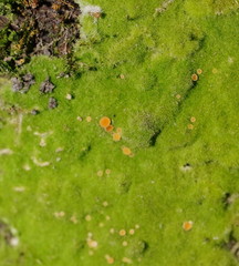 Coenogonium implexum