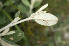 Pomaderris apetala maritima