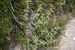 Pomaderris apetala maritima