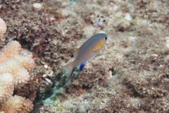 Pycnochromis vanderbilti