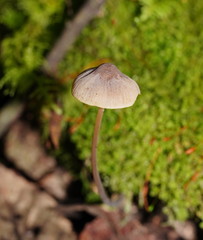 Mycena austrofilopes