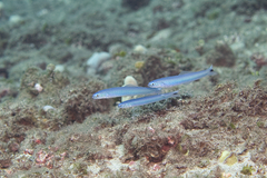 Ptereleotris heteroptera