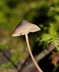 Mycena austrofilopes